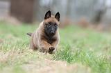 MALINOIS 841